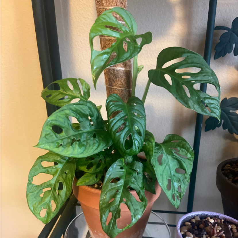 Swiss Cheese Vine plant photo by @MaddyHayes named Cheese on Greg, the plant care app.