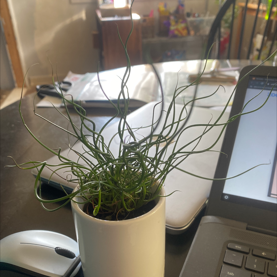 Potted Common Rush plant with curly green leaves on a table with a laptop and household items.
