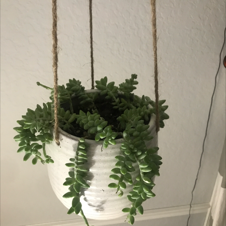 Burro's Tail plant photo by @caitlynbuboltz named walter on Greg, the plant care app.