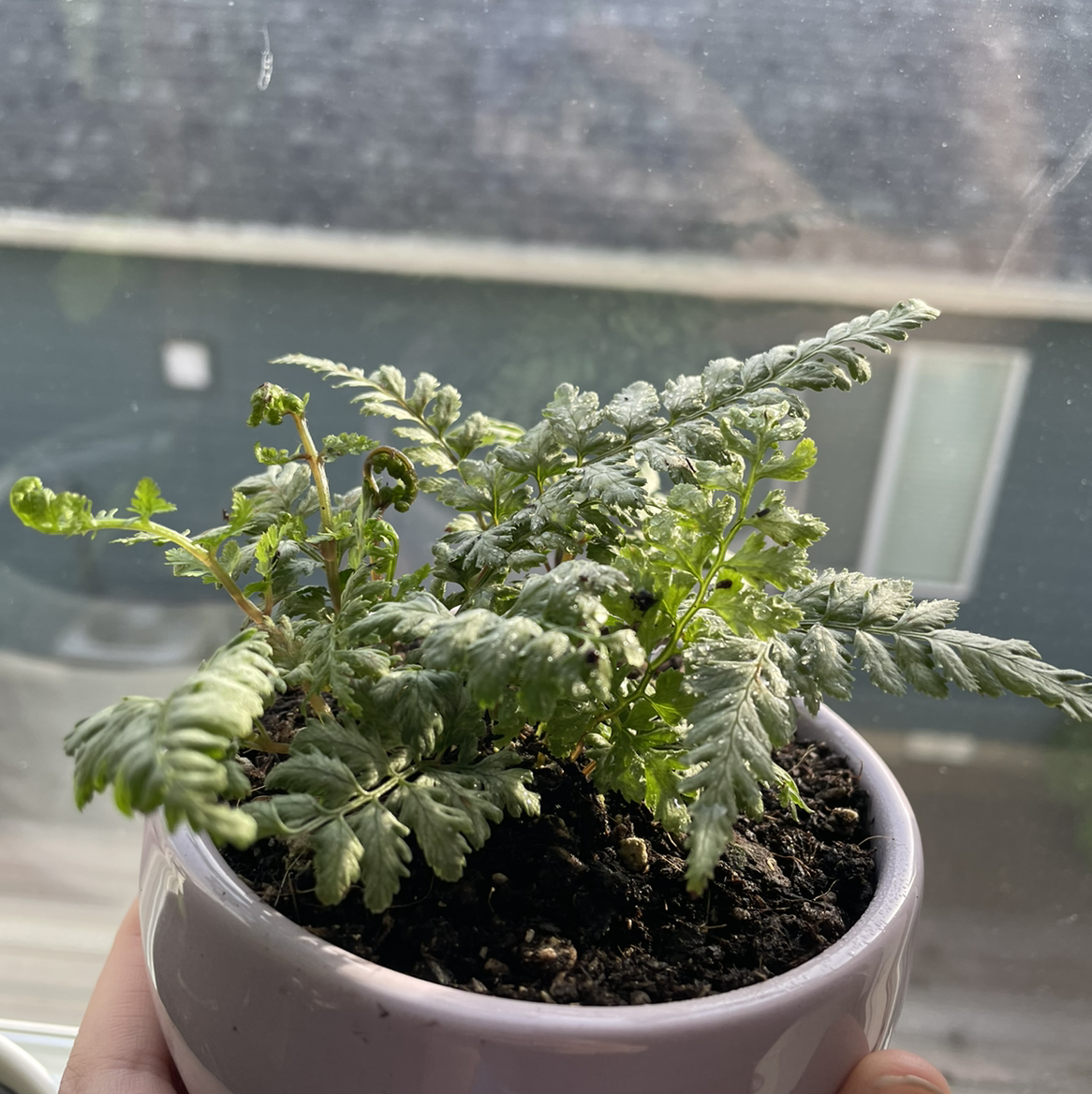 Japanese Painted Fern in a small pot near a window with mostly green leaves.