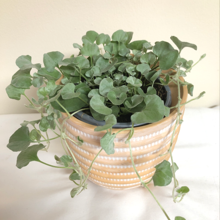 Potted Silver Ponysfoot plant with green, rounded leaves in a decorative pot.