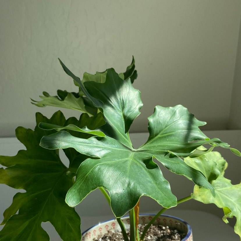 Photo of the plant species Philodendron 'Hope Selloum' by @Maggieyost named Darryl on Greg, the plant care app