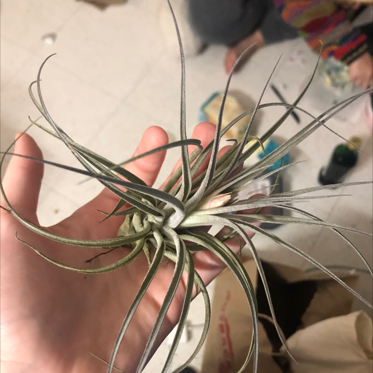 Photo of the plant species Tillandsia gardneri by Chloe named Your plant on Greg, the plant care app