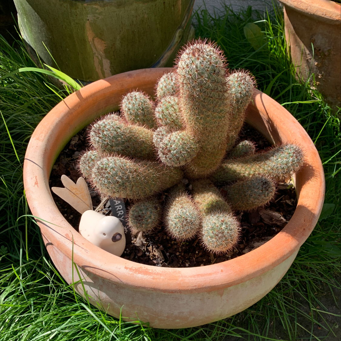 Rattail Nipple Cactus plant photo by @bellat named Larry Bird on Greg, the plant care app.