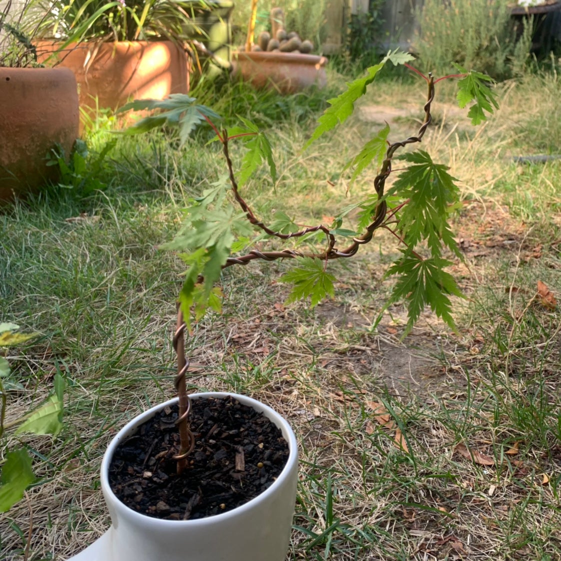 Best Potting Soil Mix for Japanese Maple