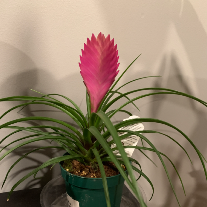 Pink Quill Plant (Tillandsia cyanea) in a green pot with vibrant pink bracts and green leaves.