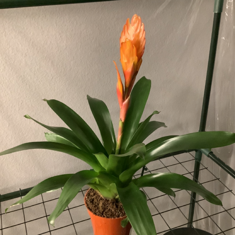 Flaming Sword plant (Vriesea splendens) in a pot with vibrant green leaves and an orange inflorescence.