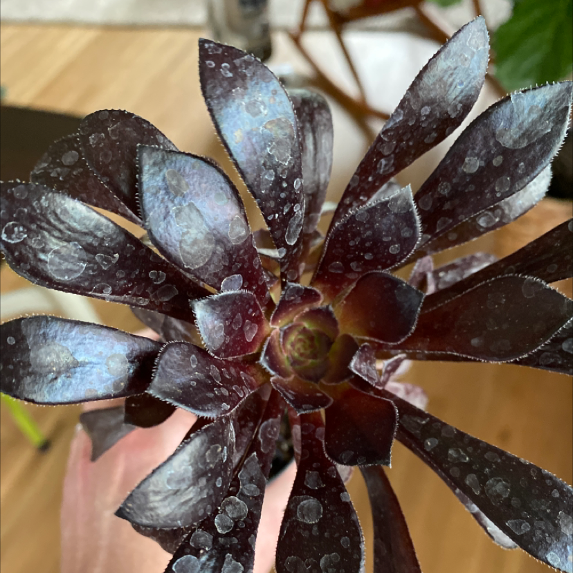 Close-up of Aeonium arboreum 'Zwartkop' with water droplets on dark leaves.