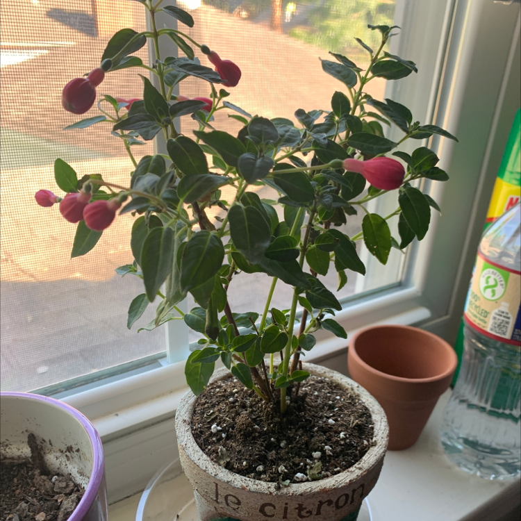 Potted Hummingbird Fuchsia plant on a windowsill with budding flowers.