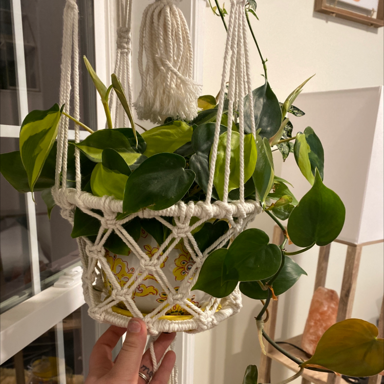 Philodendron Scandens plant photo by @Tessahoy named Cleopatra on Greg, the plant care app.