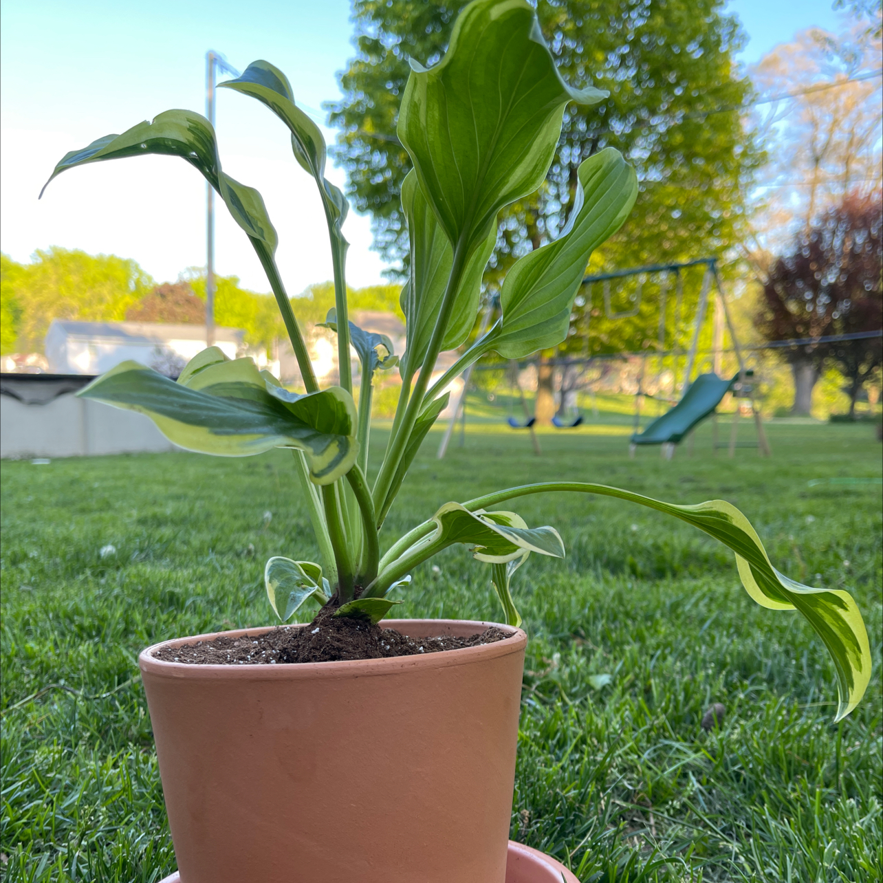 Photo of the plant species suji-gibōshi by @_isaaccortez named Sherlock on Greg, the plant care app