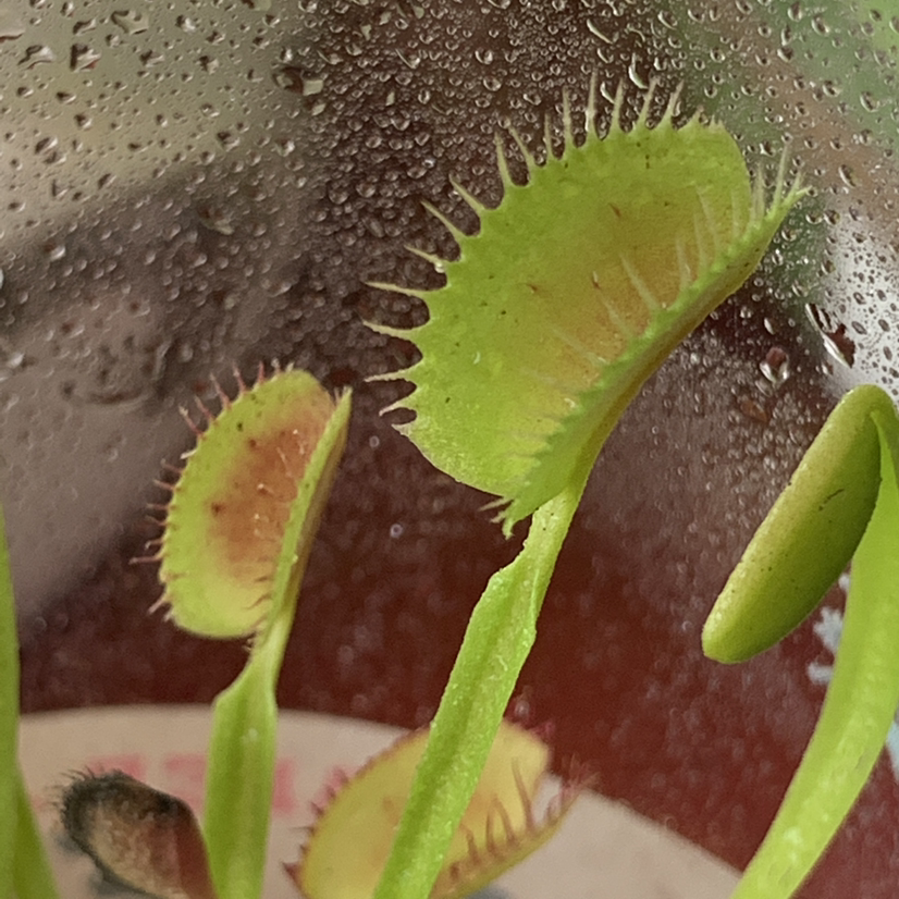 Red Piranha plant photo by @delisplants named tango on Greg, the plant care app.