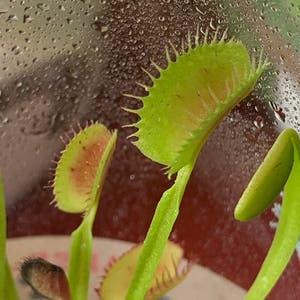 Venus Fly Trap plant photo by Delisplants named tango on Greg, the plant care app.