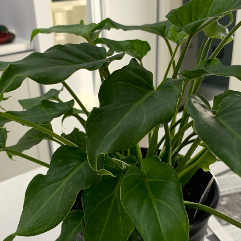 Healthy Chinese taro plant with large, dark green, heart-shaped leaves growing indoors on a windowsill with natural light.