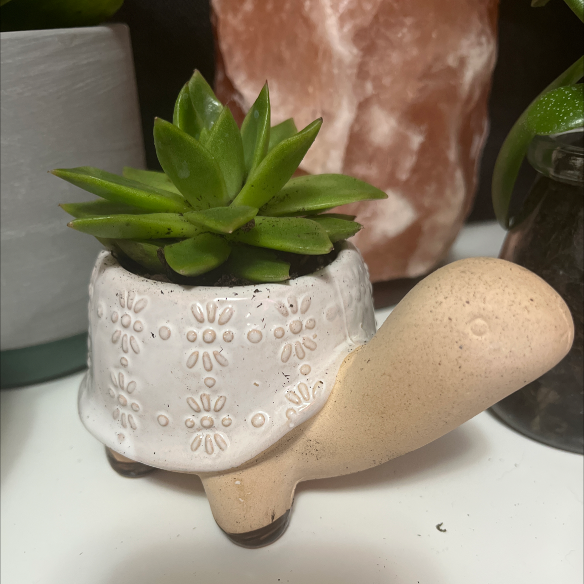 Cathedral Window Haworthia in a decorative turtle-shaped pot with visible soil.