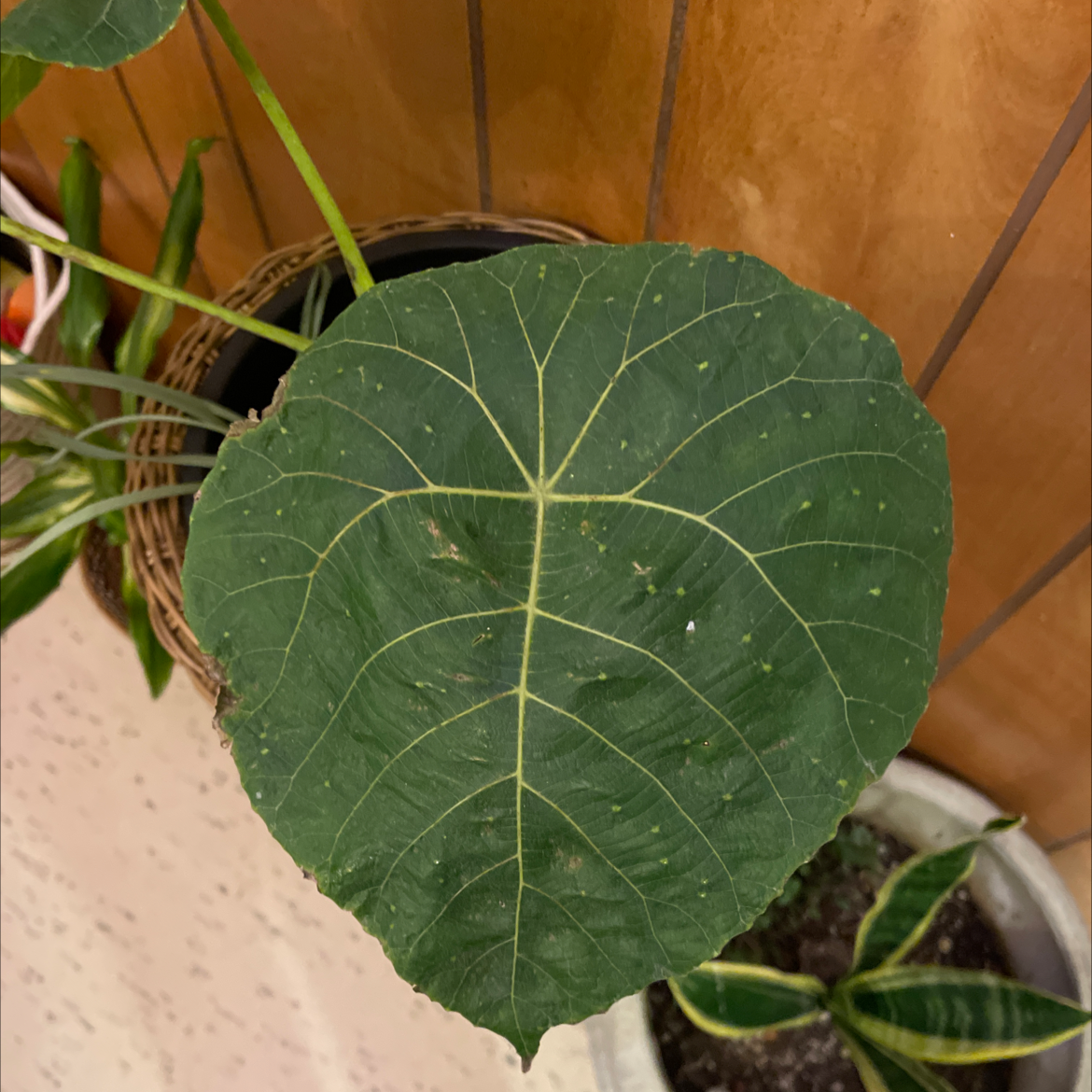 Photo of the plant species Nasturtium Tree by @Jaymielove named Sol on Greg, the plant care app