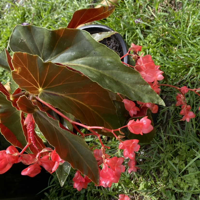 Angel Wing Begonia with pink flowers and large, wing-shaped leaves.