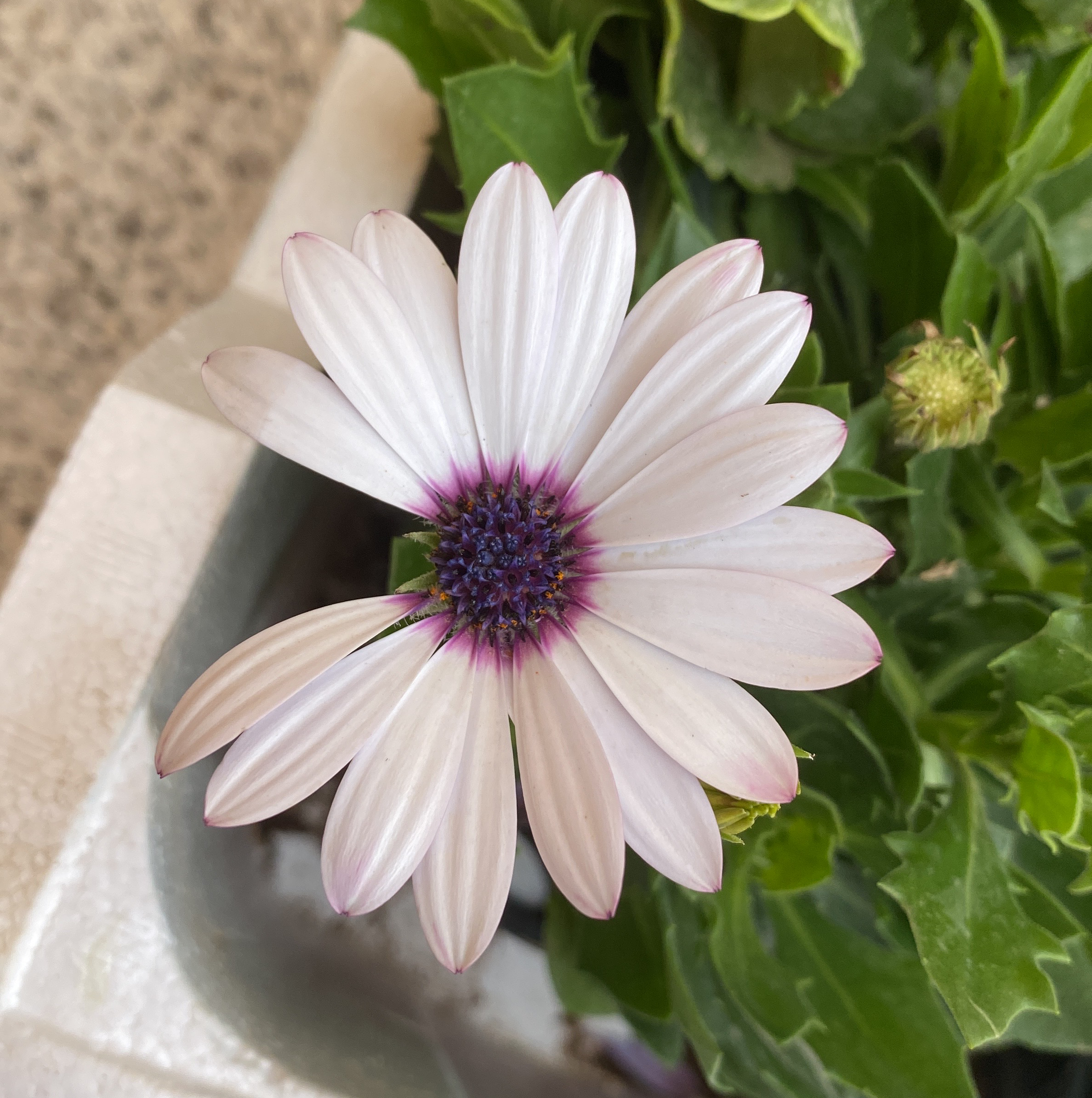 caring for an cape marguerite
