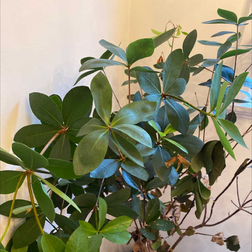 Photo of the plant species False cleyera by William named T on Greg, the plant care app