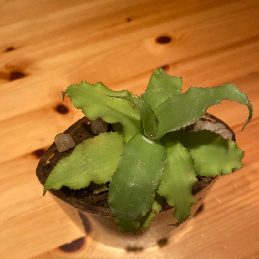 A small potted plant with green leaves showing some damage and discoloration, placed on a wooden surface.