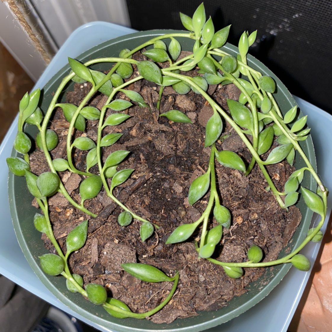 String of Watermelons plant in a pot with visible soil and healthy green leaves.