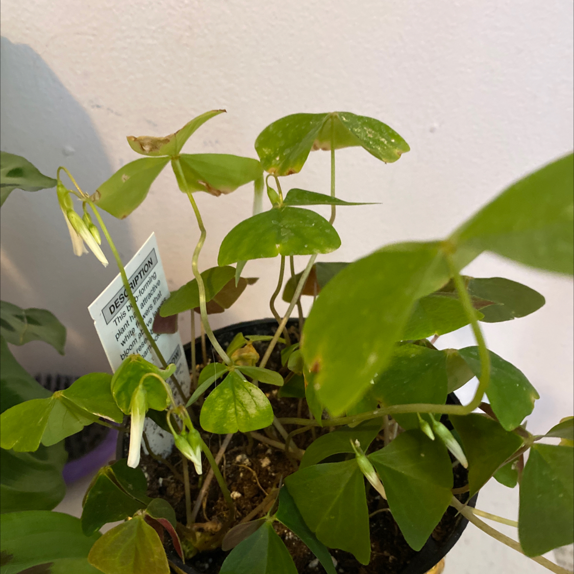 Common Yellow Woodsorrel plant in a pot with green leaves and some flowers.