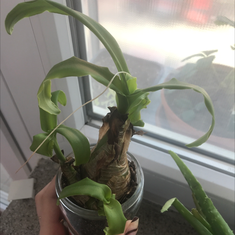 Basket Plant in a small pot with some leaf curling and browning, held by a hand.