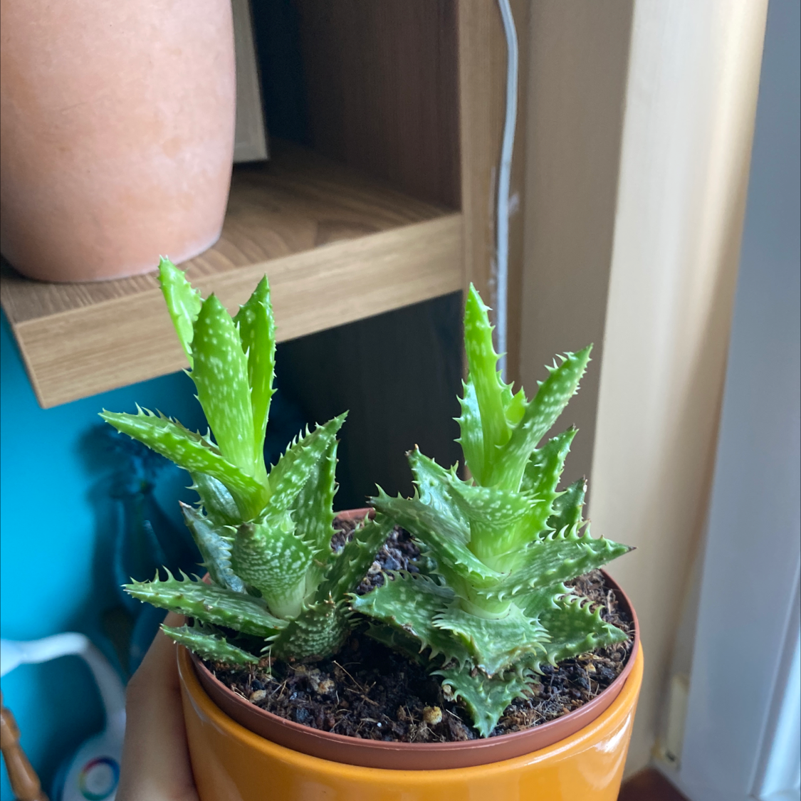 Photo of the plant species Tiger Tooth Aloe by Gréta named Zion on Greg, the plant care app