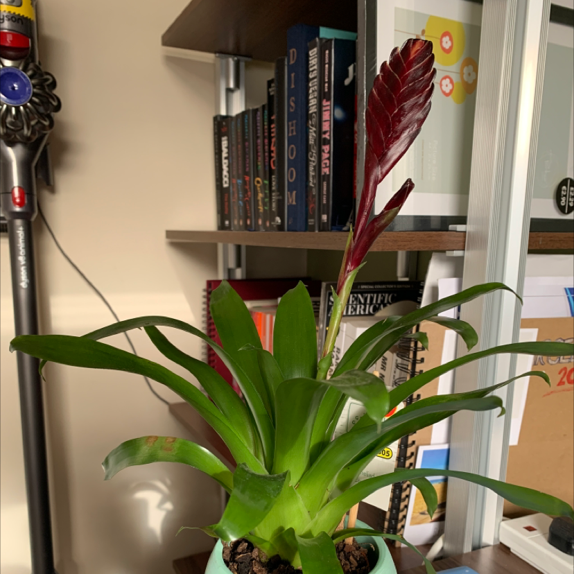 Flaming Sword plant (Vriesea splendens) with a red flower spike and healthy green leaves.