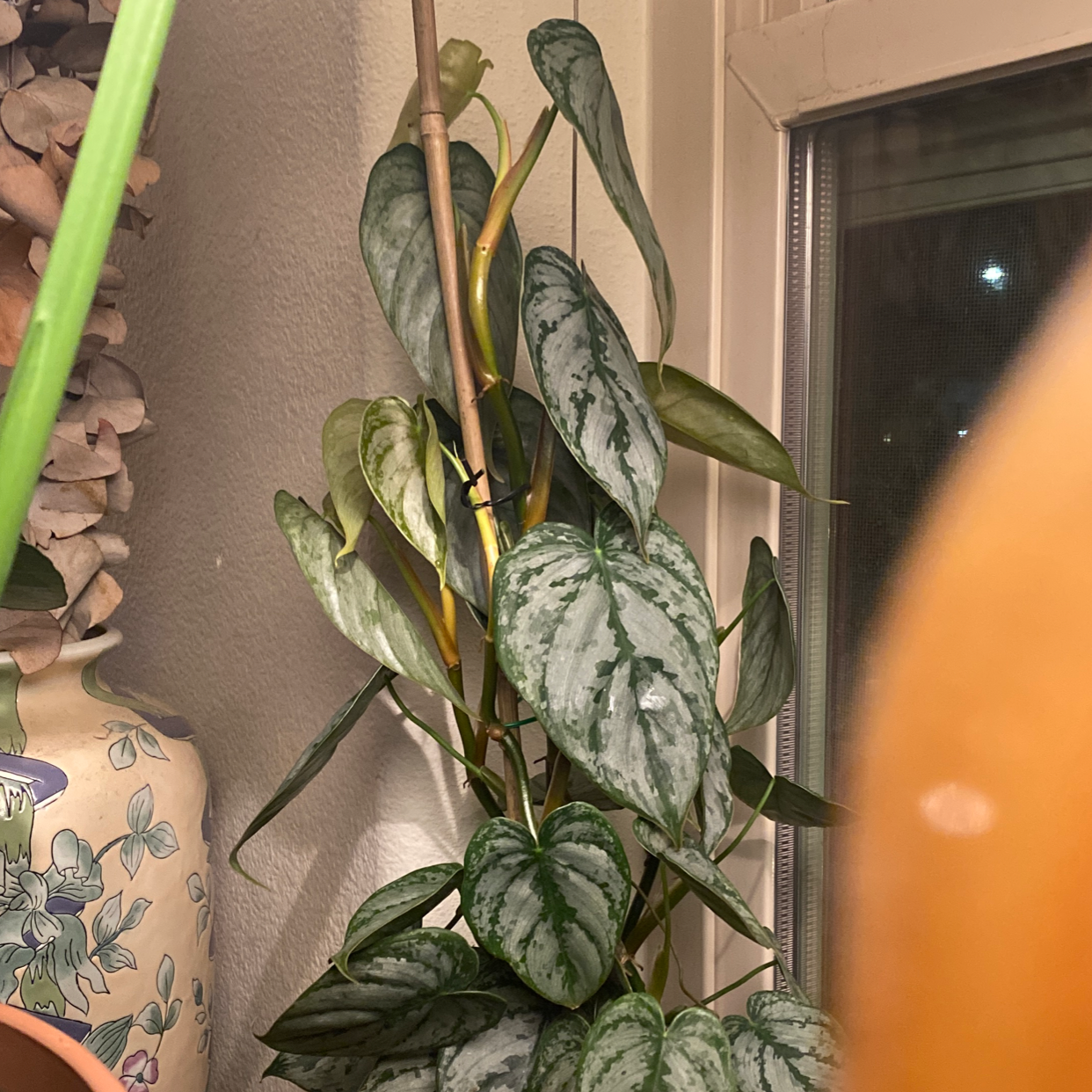 Silver Leaf Philodendron with healthy silver-green leaves and slight yellowing, supported by a stake.