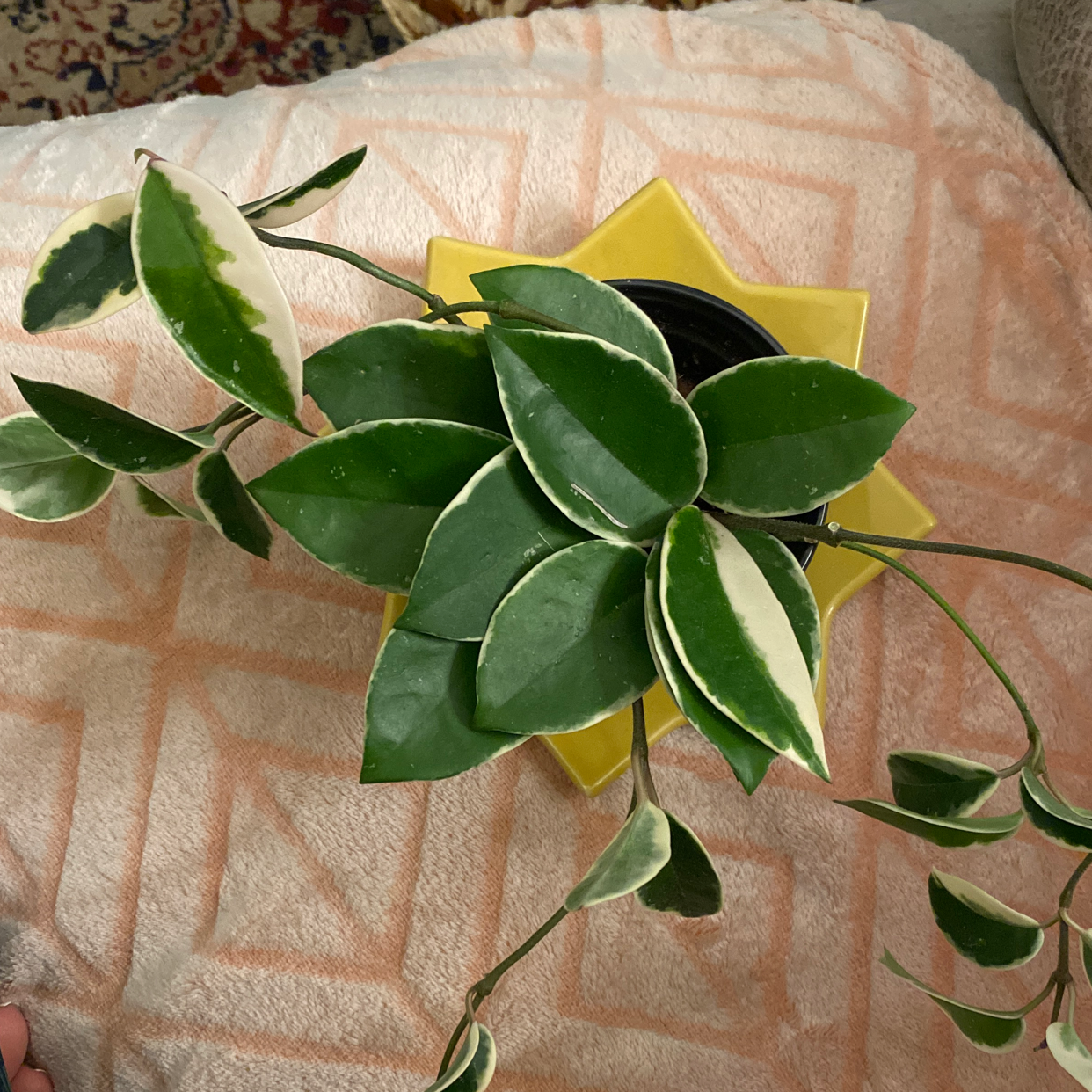 Hoya Carnosa Tricolor plant with variegated leaves in a yellow pot on a patterned surface.