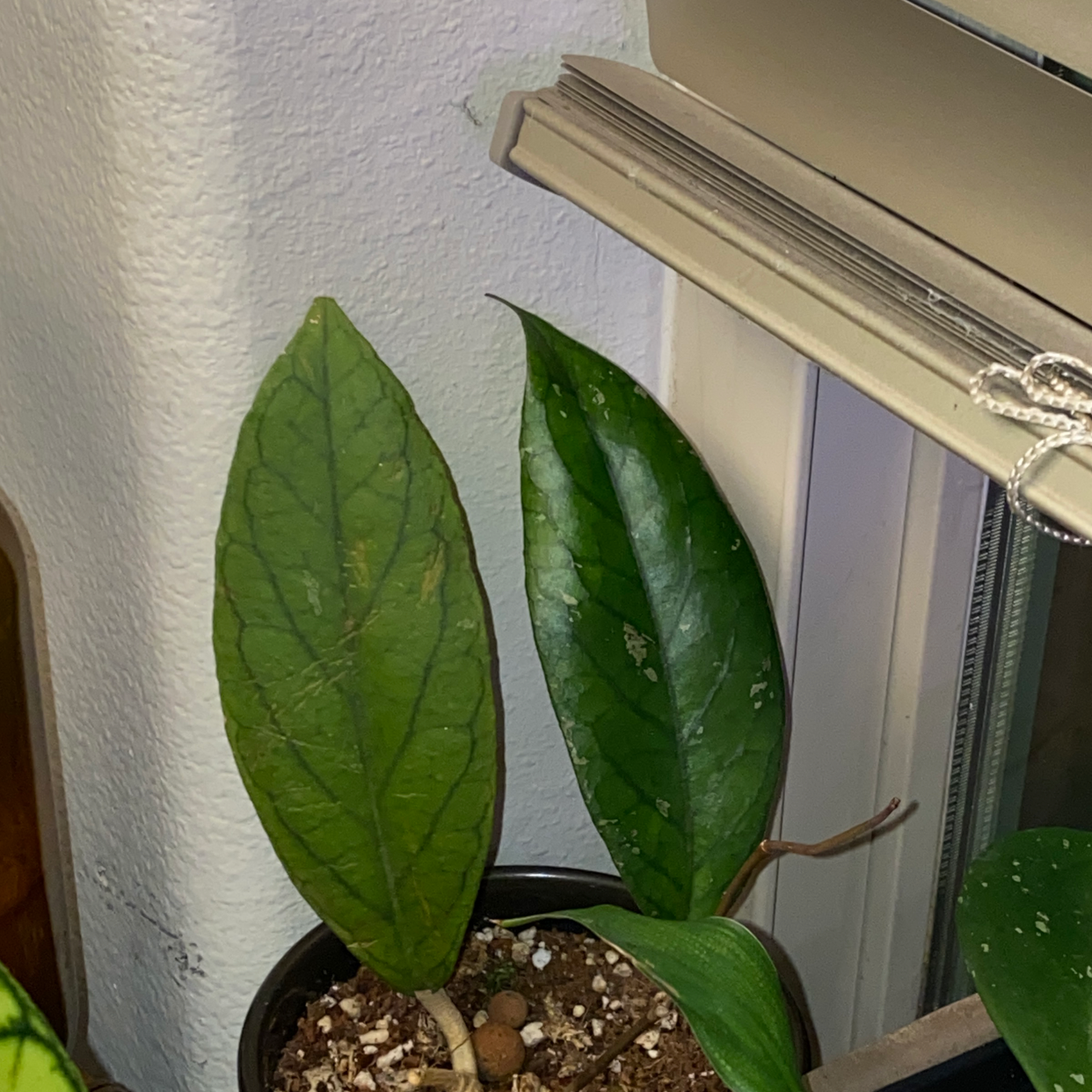 Hoya finlaysonii plant with three leaves in a pot, soil visible.