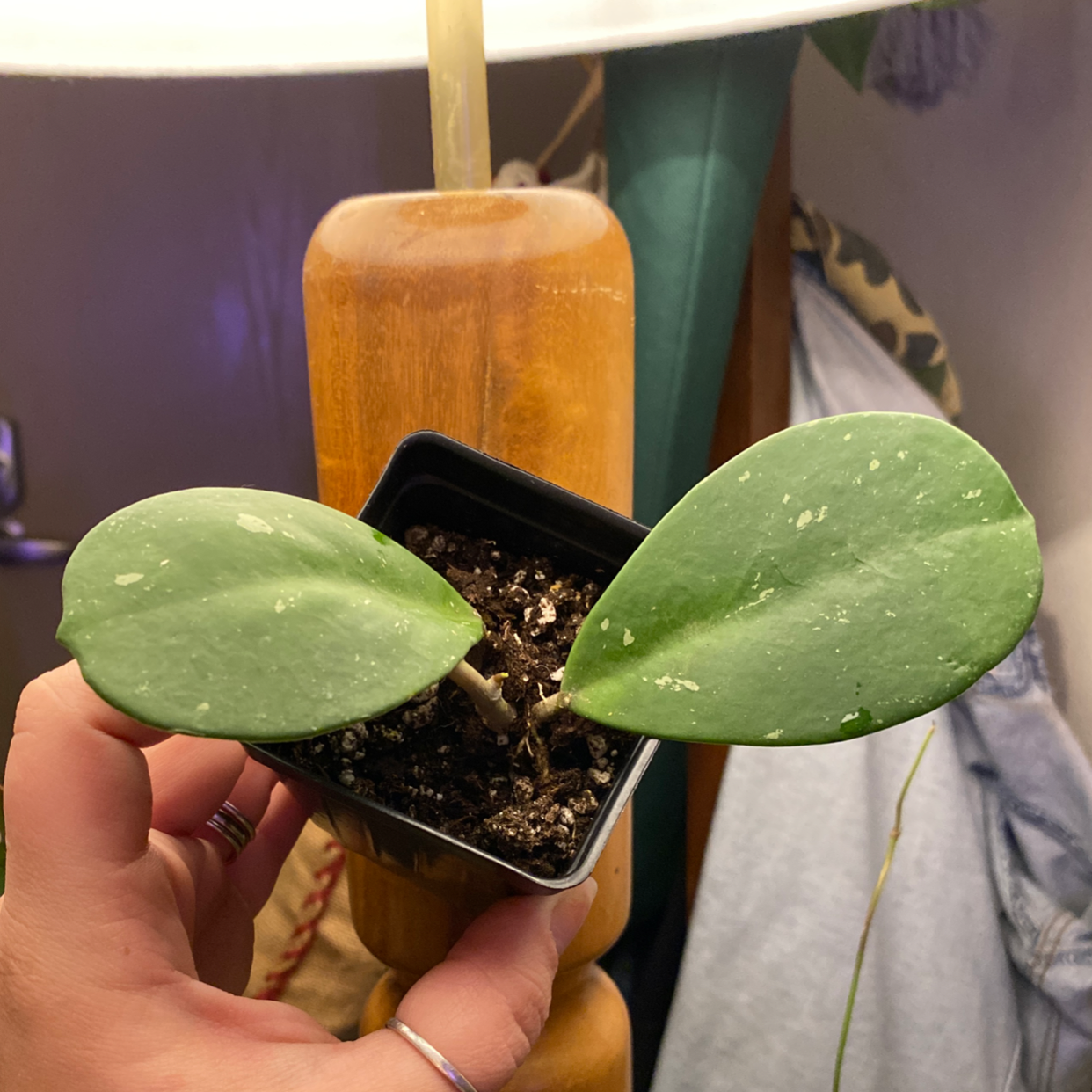 Hoya obovata plant with two large, green, speckled leaves in a small pot.