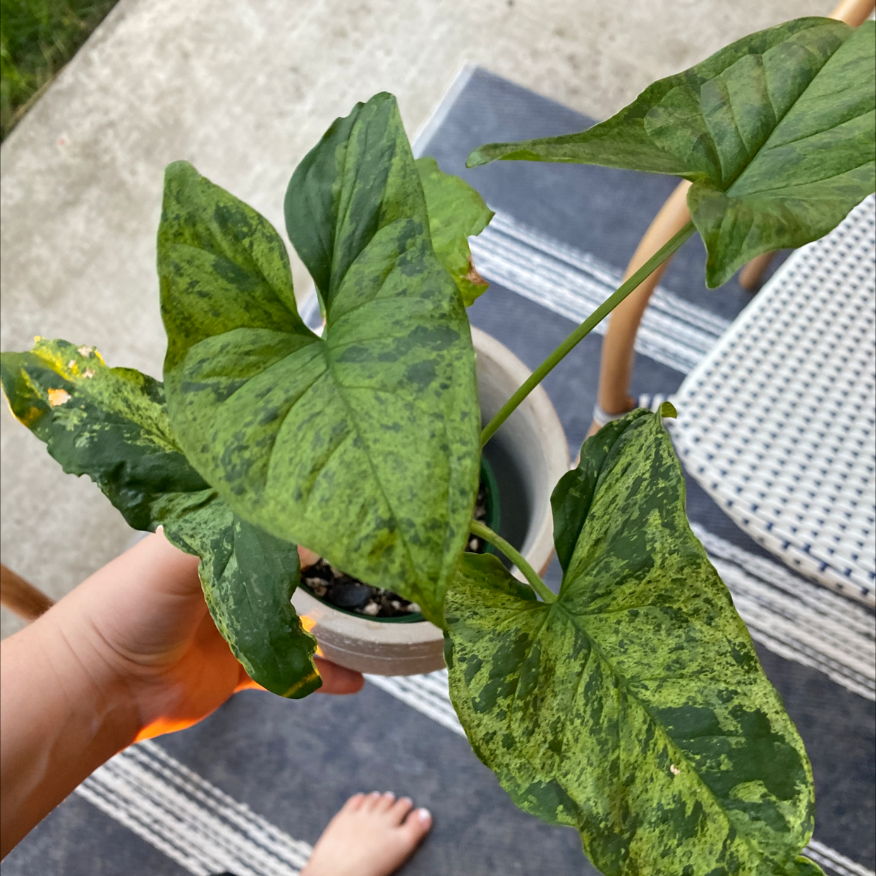 Syngonium podophyllum 'Mojito' plant with variegated leaves, held by a hand.