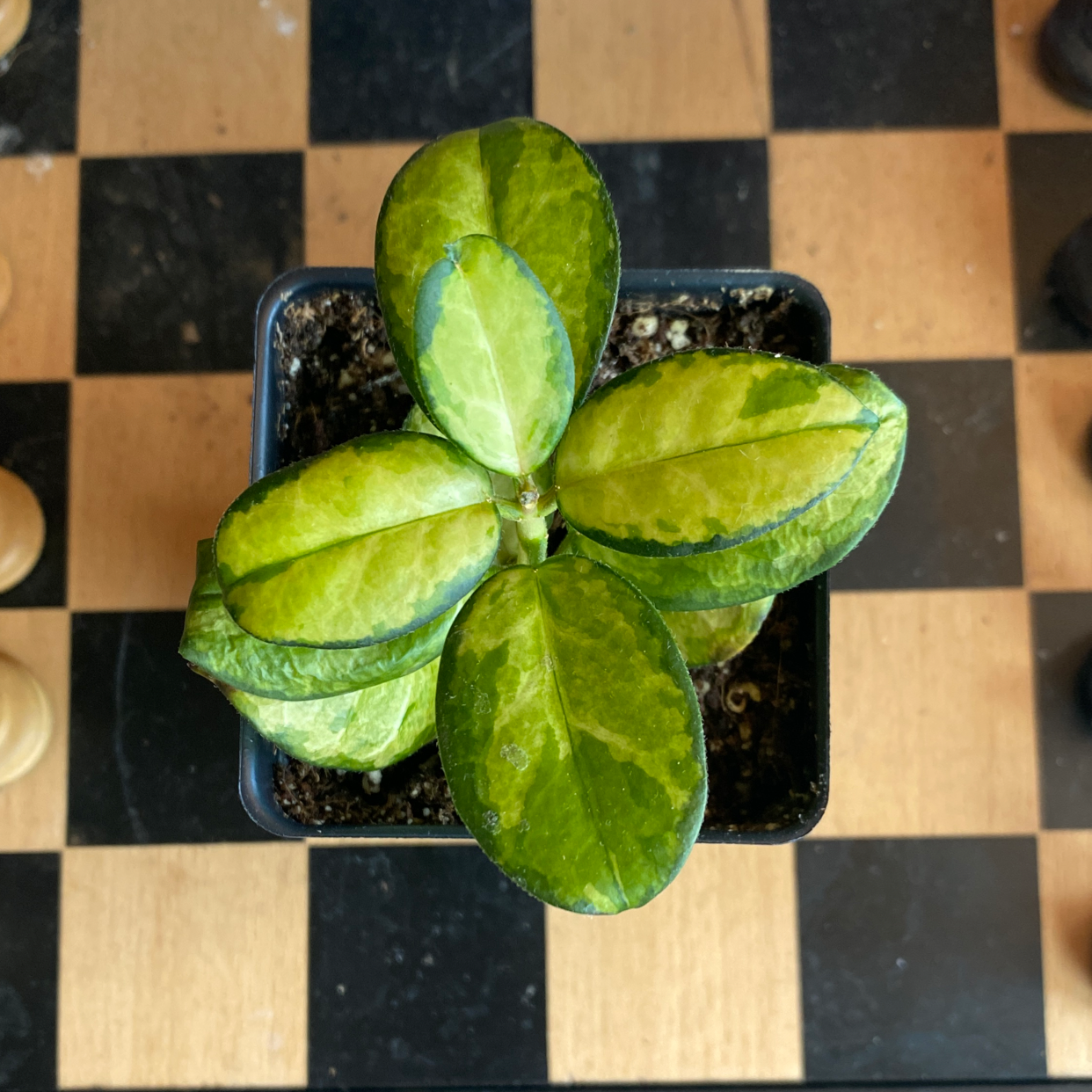 Hoya 'Lisa' plant in a small pot with some yellowing and browning leaves.