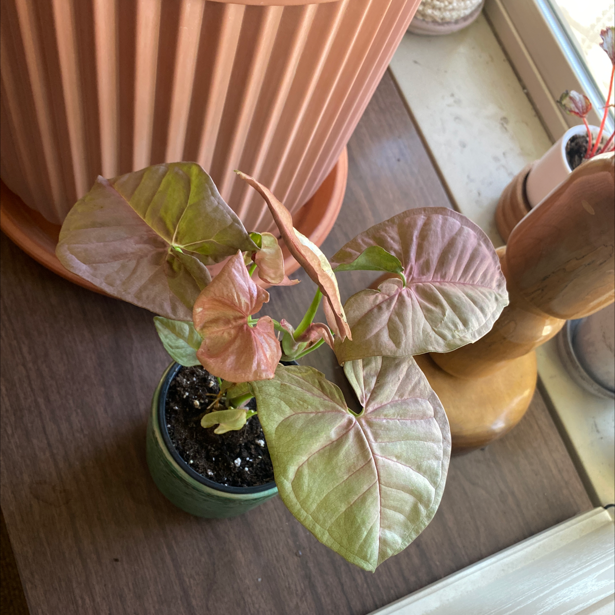 Pink Arrowhead Vine plant in a small pot near a window, with some leaf discoloration.