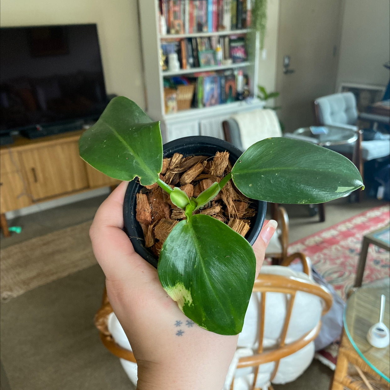 Philodendron 'White Wizard' plant held by a hand, showing healthy green leaves with variegation.
