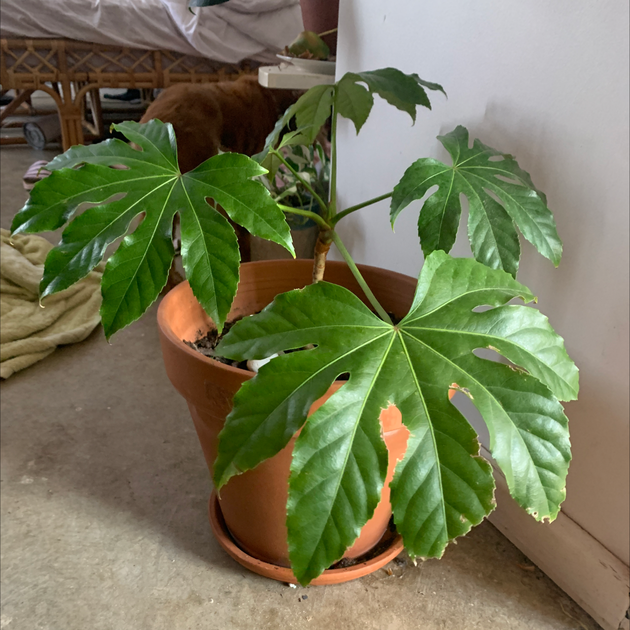 Fatsia plant in a terracotta pot with large, green leaves.