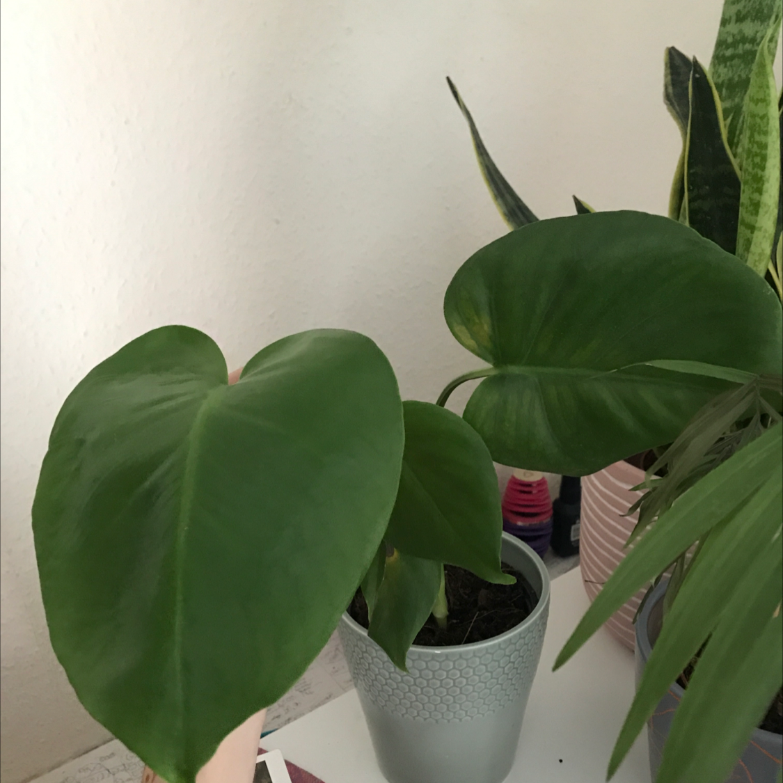 Monstera plant photo by @Amberrgrayy named Molly on Greg, the plant care app.