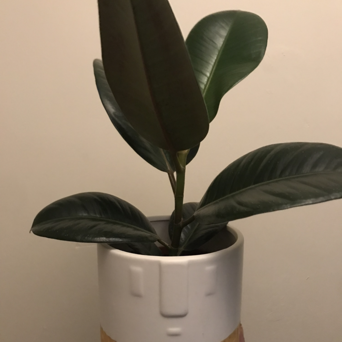 Rubber Plant plant photo by @Amberrgrayy named Rita on Greg, the plant care app.