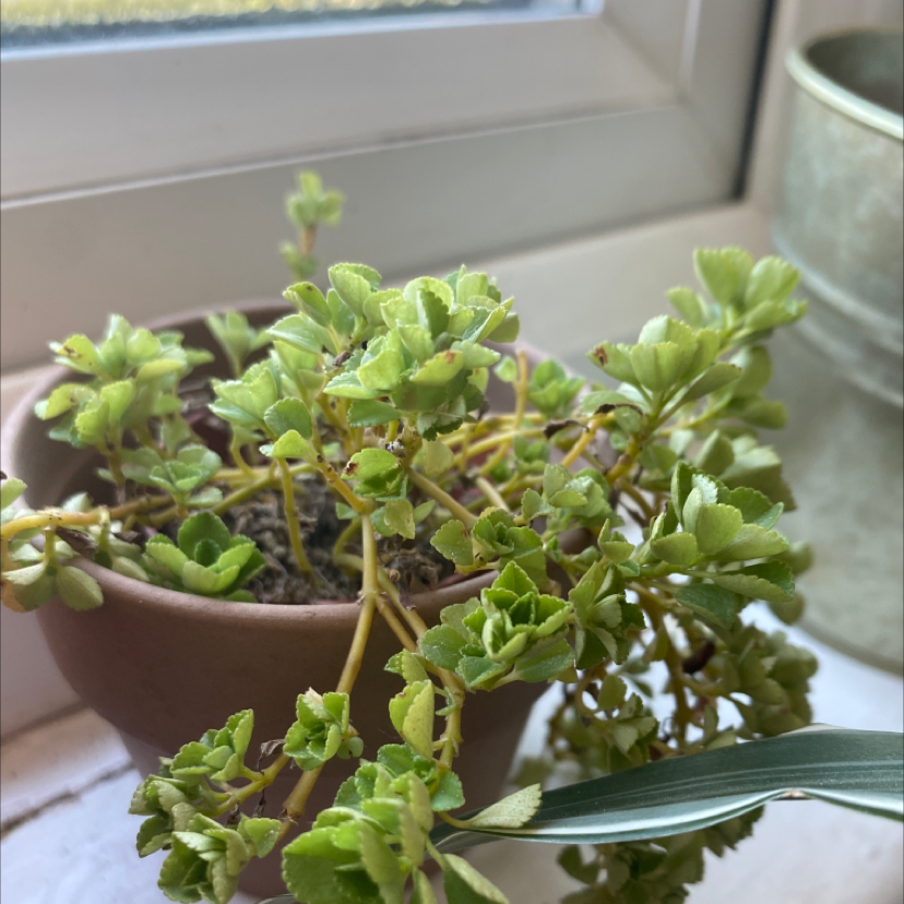 Potted Two-Row Stonecrop plant near a window with some yellowing leaves.