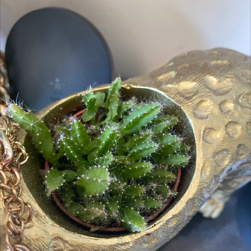 Dog Tail Cactus in a decorative pot, healthy green stems.