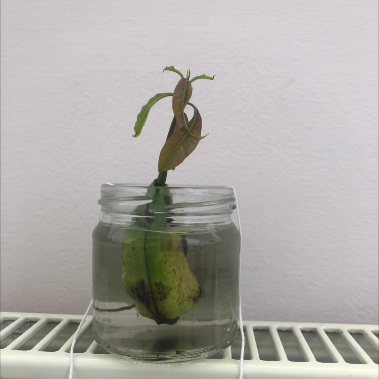 Photo of the plant species Mango by @bekovaneli named Cameron on Greg, the plant care app