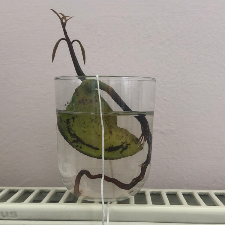 Photo of the plant species Mango by @bekovaneli named Malcolm on Greg, the plant care app