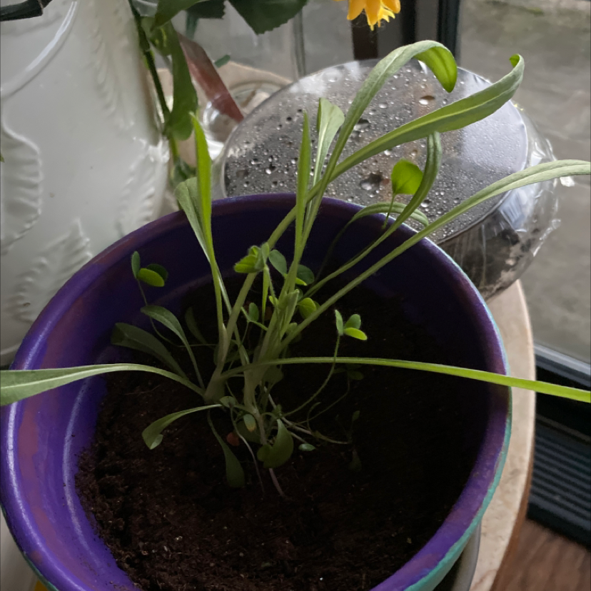 Potted Treasureflower plant with long, slender leaves in a purple pot. Soil is visible.
