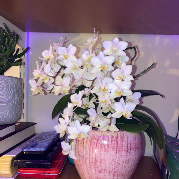 Photo of the plant species Mini Phalaenopsis Orchid by @jimogen named Shakira on Greg, the plant care app