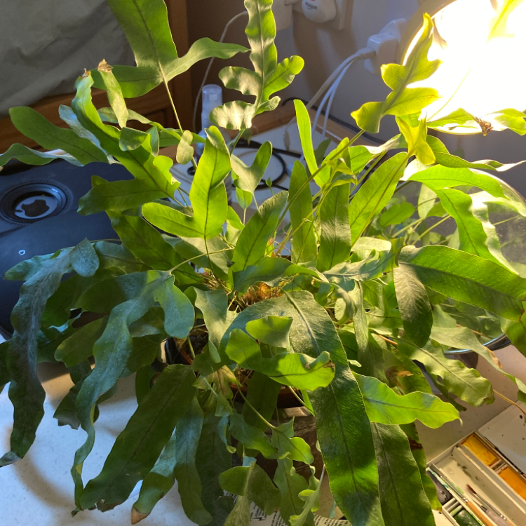 Photo of the plant species Virginia Blue Fern by @jimogen named Kanye on Greg, the plant care app