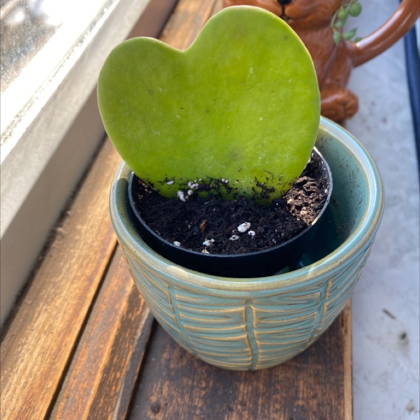 Sweetheart Hoya plant in a small pot with visible soil, well-framed and in focus.