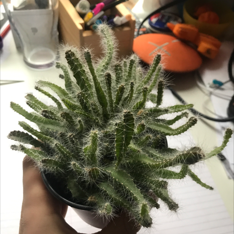 Photo of the plant species Lady-Finger Hedgehog Cactus by @max.tomlinson420 named margot on Greg, the plant care app