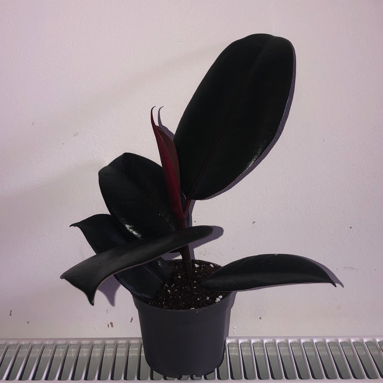 Rubber Plant plant photo by @Che.Reeves50 named Aki on Greg, the plant care app.